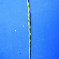 Click for 4 image(s) for this accession. Image