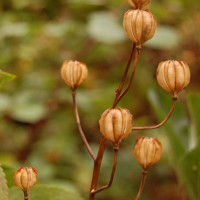 Click for 2 image(s) for this accession. Image