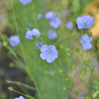 Click for 10 image(s) for this accession. Image