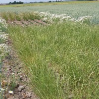 Click for 2 image(s) for this accession. Image