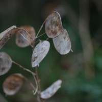 Click for 1 image(s) for this accession. Image
