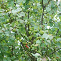 Click for 1 image(s) for this accession. Image