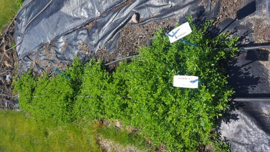 Click for 5 image(s) for this accession.