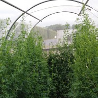 Click for 4 image(s) for this accession. Image