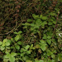 Click for 2 image(s) for this accession. Image