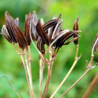 Click for 2 image(s) for this accession. Image