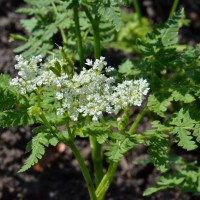 Click for 2 image(s) for this accession. Image