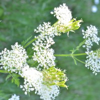 Click for 1 image(s) for this accession. Image