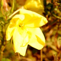 Click for 1 image(s) for this accession. Image