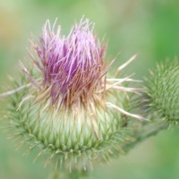 Click for 2 image(s) for this accession. Image