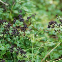 Click for 2 image(s) for this accession. Image