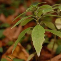 Click for 2 image(s) for this accession. Image
