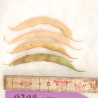 Click for 7 image(s) for this accession. Image