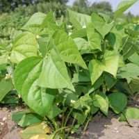 Click for 7 image(s) for this accession. Image