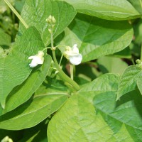 Click for 6 image(s) for this accession. Image