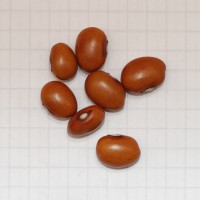 Click for 7 image(s) for this accession. Image