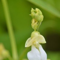 Click for 7 image(s) for this accession. Image