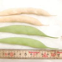 Click for 10 image(s) for this accession. Image