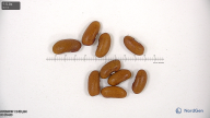 seed