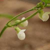 Click for 2 image(s) for this accession. Image