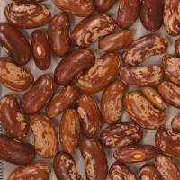 Click for 2 image(s) for this accession. Image