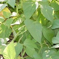 Click for 6 image(s) for this accession. Image