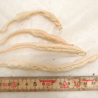 Click for 8 image(s) for this accession. Image