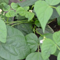 Click for 3 image(s) for this accession. Image