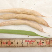 Click for 13 image(s) for this accession. Image