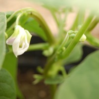 Click for 11 image(s) for this accession. Image