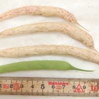 Click for 8 image(s) for this accession. Image