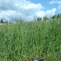 Click for 2 image(s) for this accession. Image