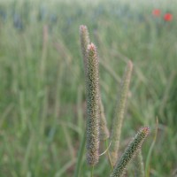Click for 2 image(s) for this accession. Image