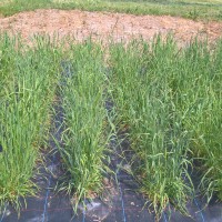 Click for 2 image(s) for this accession. Image