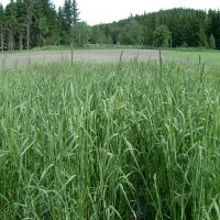 Click for 1 image(s) for this accession. Image