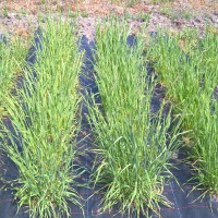 Click for 2 image(s) for this accession. Image