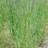 Click for 4 image(s) for this accession. Image