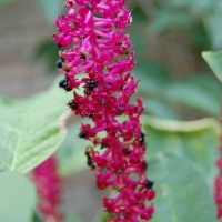 Click for 1 image(s) for this accession. Image