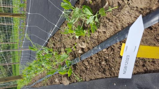 Click for 11 image(s) for this accession.