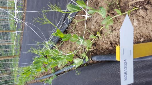 Click for 10 image(s) for this accession.