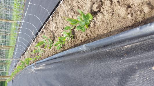 Click for 11 image(s) for this accession.