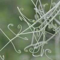 Click for 8 image(s) for this accession. Image