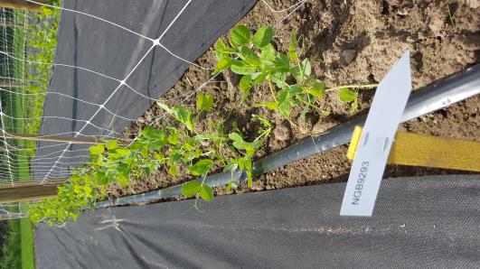 Click for 11 image(s) for this accession.