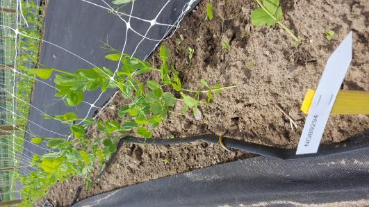 Click for 15 image(s) for this accession.