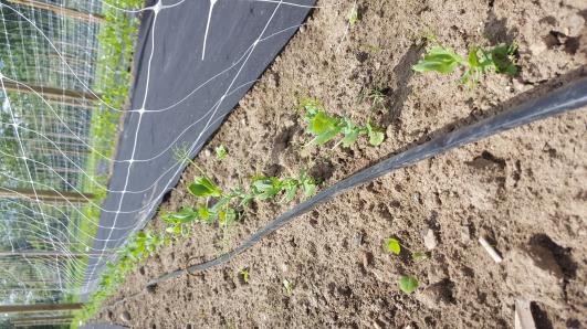 Click for 13 image(s) for this accession.