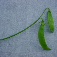 Click for 15 image(s) for this accession. Image