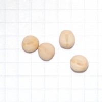 Click for 2 image(s) for this accession. Image