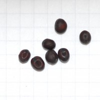 Click for 2 image(s) for this accession. Image