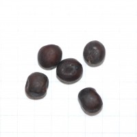 Click for 3 image(s) for this accession. Image