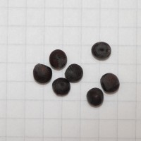 Click for 1 image(s) for this accession. Image